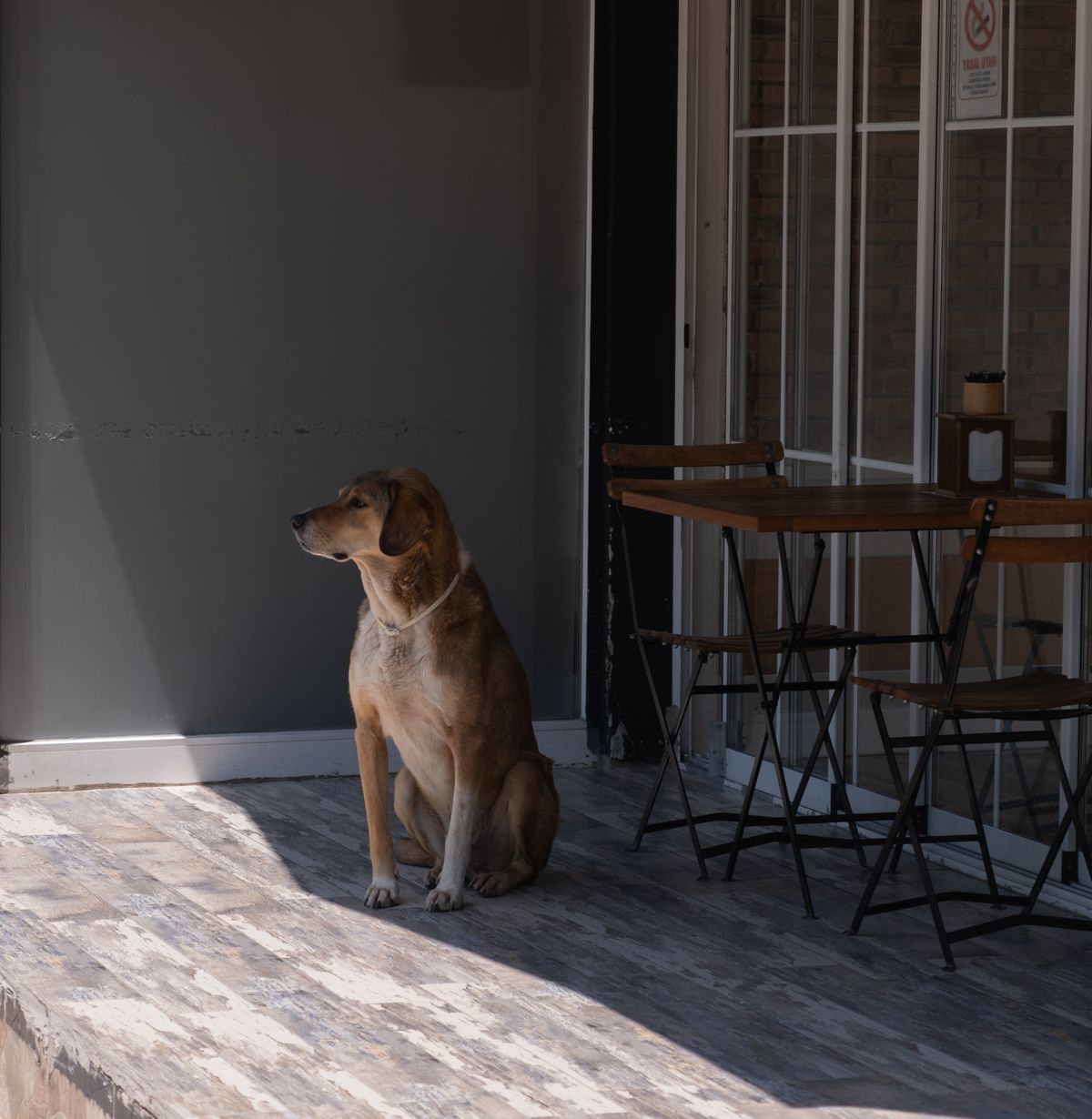 犬と入れるカフェのイメージ
