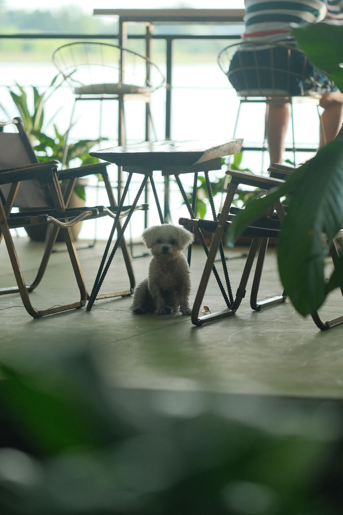 犬と入れるカフェのイメージ
