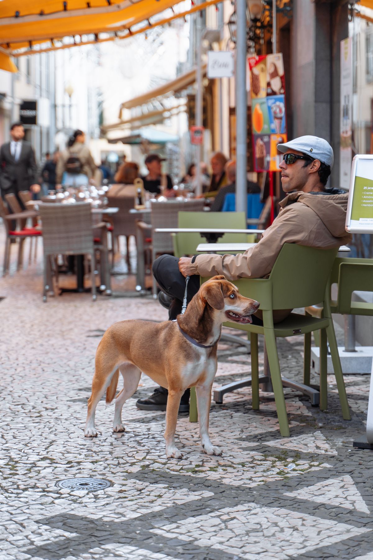 犬と入れるカフェのイメージ