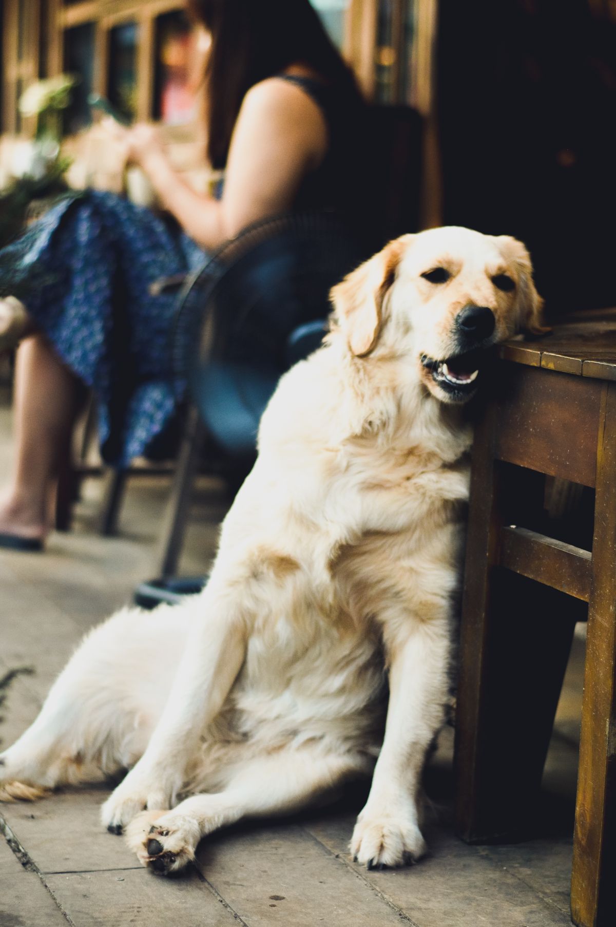 犬と入れるカフェのイメージ