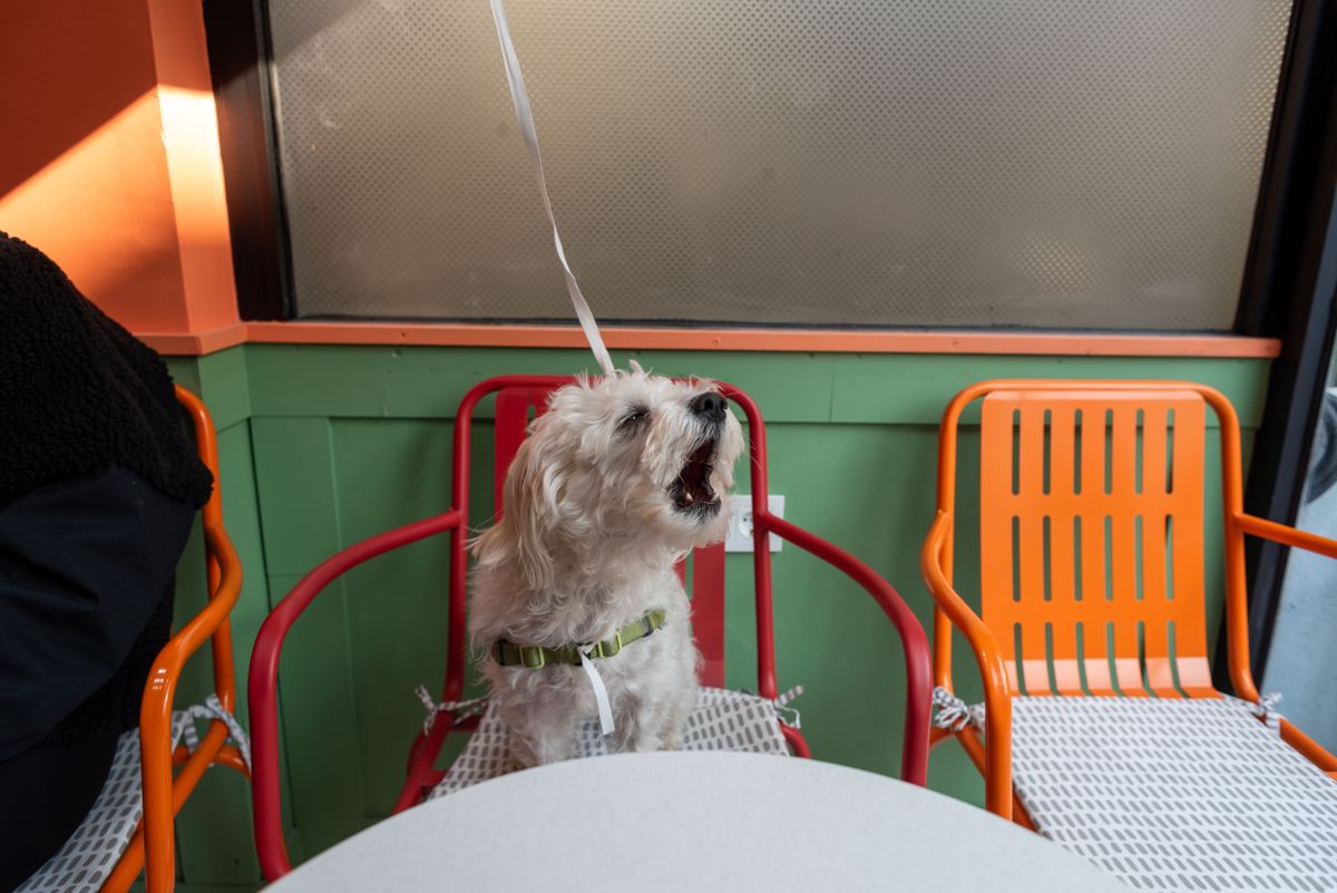 犬と入れるカフェのイメージ
