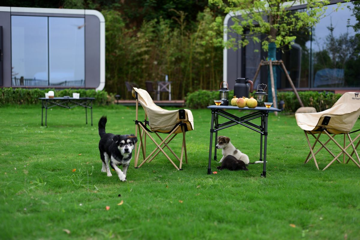テントのそばでくつろぐ犬（犬と泊まれるキャンプ場のイメージ）