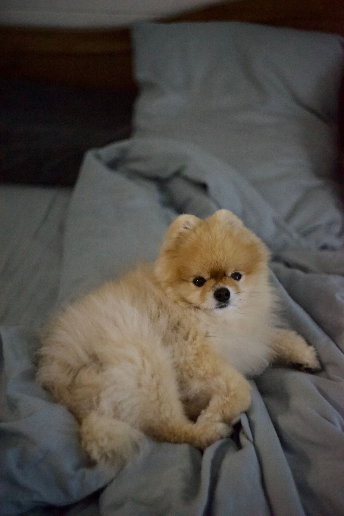 ベッドでくつろぐ犬（ペット可の宿のイメージ）