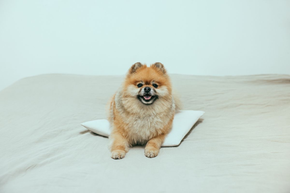 ベッドでくつろぐ犬（ペット可の宿のイメージ）