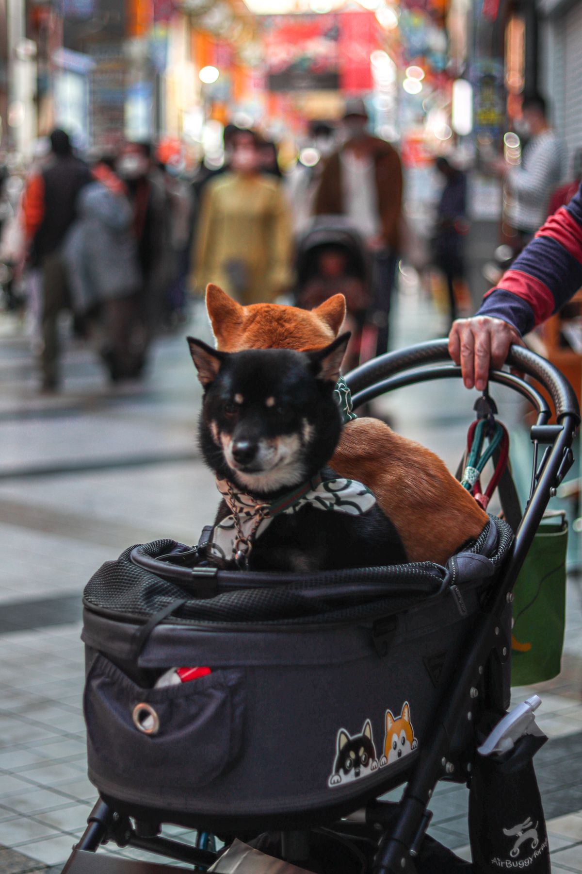 商業施設で散歩する犬（おでかけのイメージ）