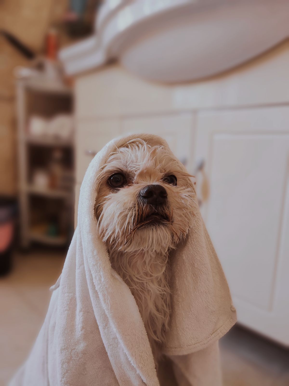 お風呂上がりの犬（温泉のイメージ）